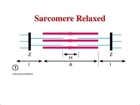 Relaxed Sarcomere Diagram Labeled