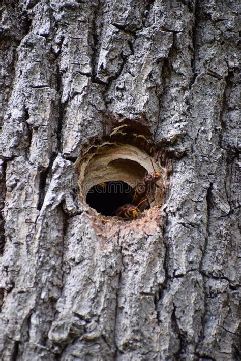 Hornet Nest With Guardians Stock Image Image Of Iron 237903259