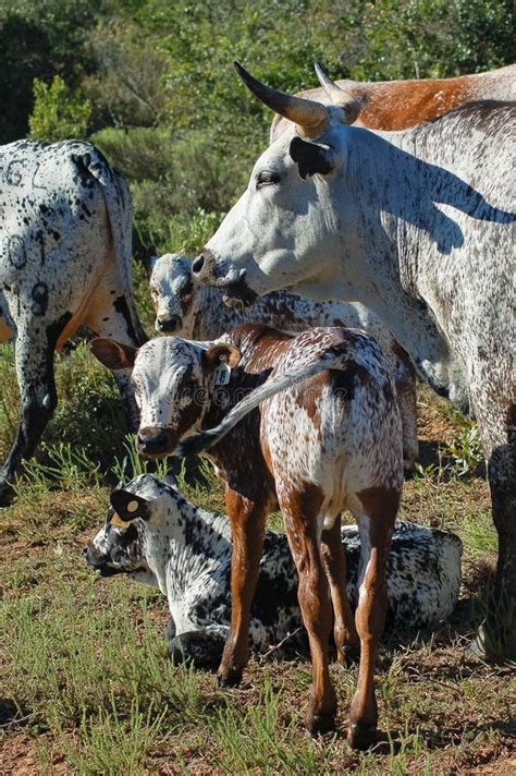 254 Nguni Cattle Bull Stock Photos Free And Royalty Free Stock Photos