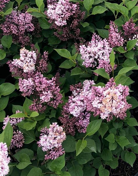 Little Darling Lilac Pahls Market Apple Valley Mn