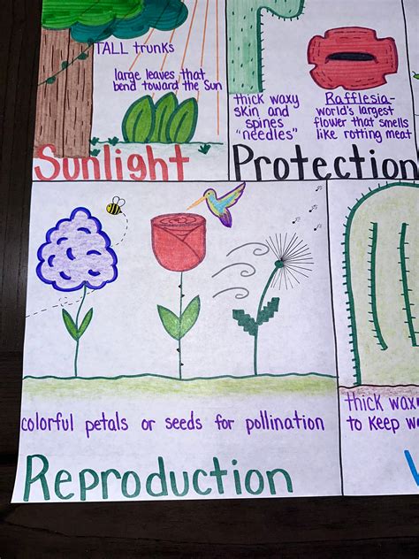 Plant Adaptations Anchor Chart For Elementary Middle And High School