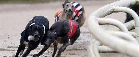 Premier Greyhound Racing Regency final preview: Guide to the contenders