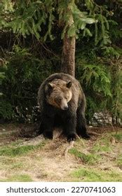 Beautiful Grizzly Brown Bear Sitting River Stock Photo 2270095423 ...