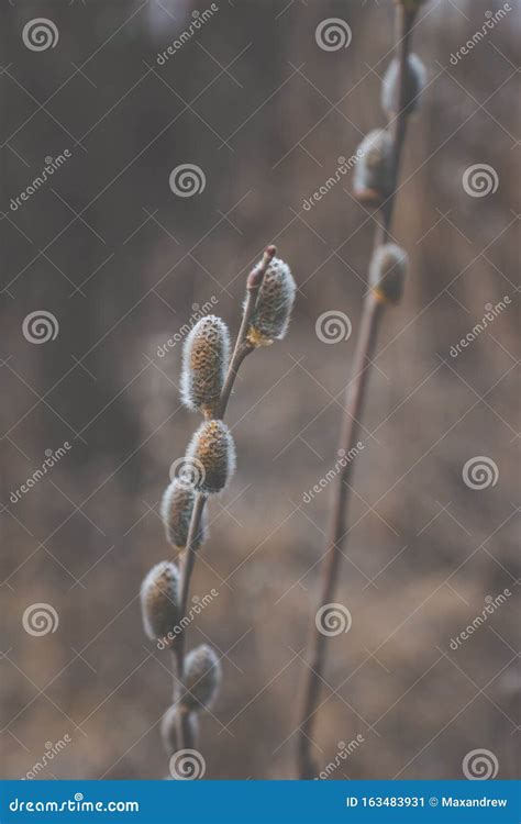 Blooming Willow Branch Beautiful Pussy Willow Flowers Stock Image Image Of Selective Depth