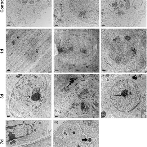 Histological Analysis Of Testis Sections From Control And Download