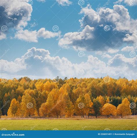 Paisagem Do Outono árvores Amarelas No Outono Floresta Sob Belo Céu