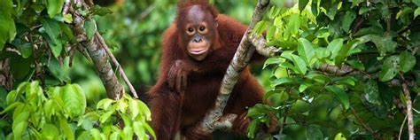 Orangutans And Islands Of Borneo Audley Travel Uk