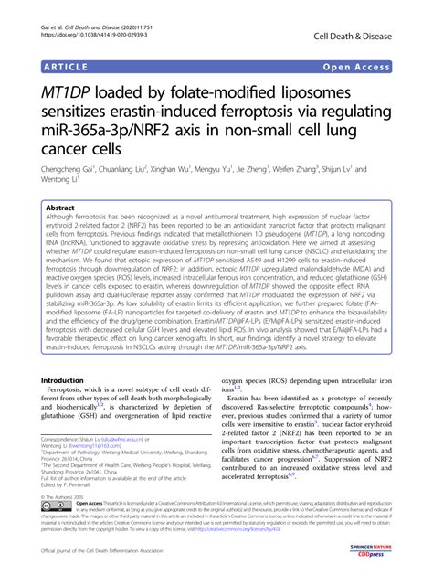 PDF MT1DP Loaded By Folate Modified Liposomes Sensitizes Erastin