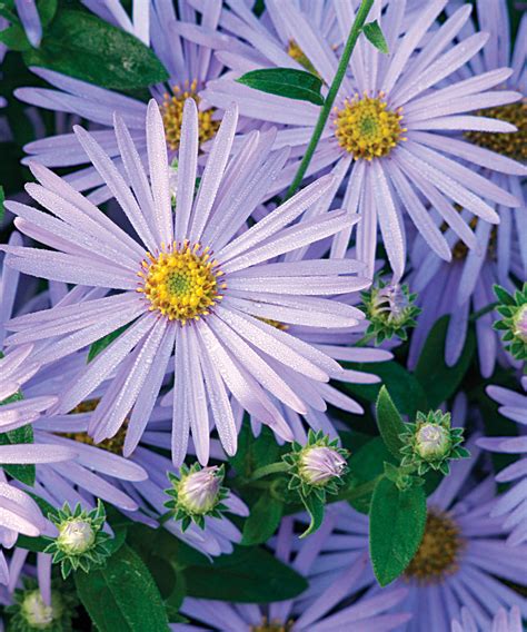 Peak-Season Perennials for the Northwest - Fine Gardening