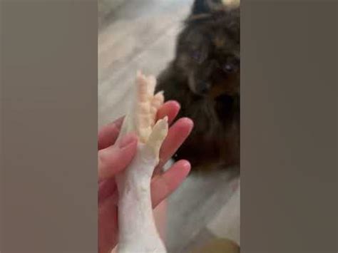 Даём куриные лапы собакам! - YouTube