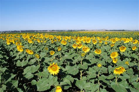 La cosecha de girasol alcanzó 1 9 millones de hectáreas sembradas