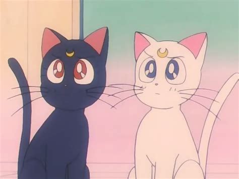 Cute anime cat, Sailor moon cat, Sailor moon wallpaper