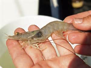 Evening Skidaway Examines Black Gill In Shrimp Skidaway Institute