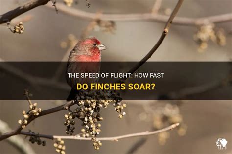 The Speed Of Flight: How Fast Do Finches Soar? | PetShun