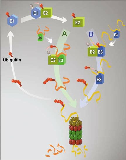 The Ubiquitin Proteasome System Ubiquitin Is First Activated By The Download Scientific Diagram