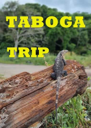 Senderismo Y Playa En La Isla De Taboga Getyourguide