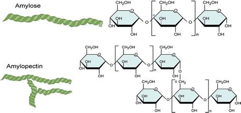 Structure and Function of Biological Macromolecules