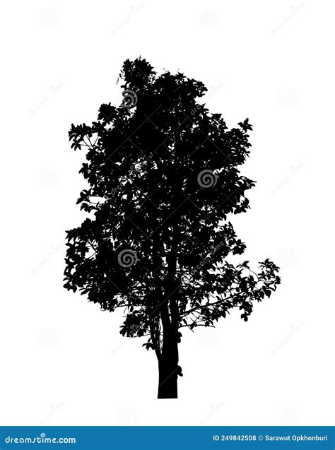 Tree Silhouettes Isolated on White Background . Stock Photo - Image of ...