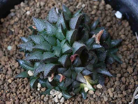 Haworthia Maraisii Mundo De Las Suculentas 2024