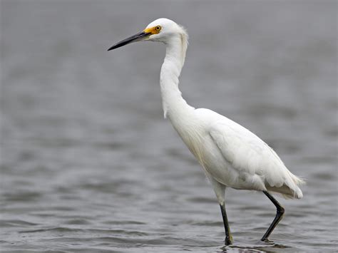 Snowy Egret Ebird