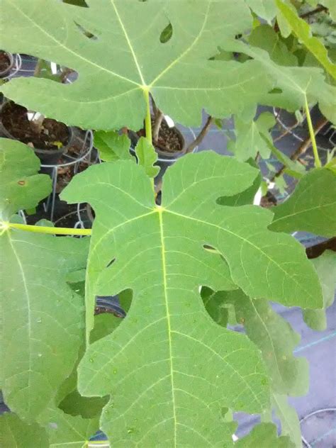 Celeste Fig Tree – Toms Creek Farm & Nursery