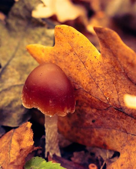 Close-Up Shot of a Mushroom · Free Stock Photo