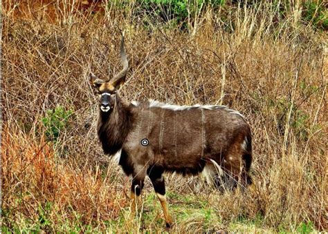 Kok And Seyffert Big Game Hunting Species List Nyala