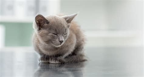 Vomissements et diarrhées chez le chat Agria Assurance pour animaux