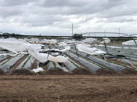 Emergenza Maltempo Nel Metapontino Asso Fruit Agricoltura In