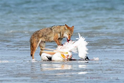 Coyote kills White Pelican - Big Year Birding