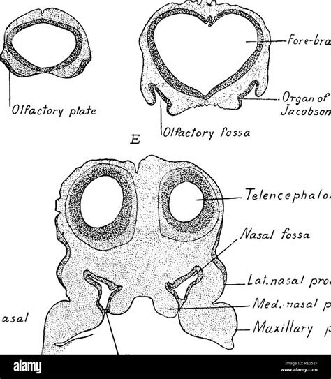 A Laboratory Manual And Text Book Of Embryology Embryology Median