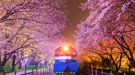 Ultimate Guide To Jinhae Cherry Blossom Festival | KoreaTravelPost