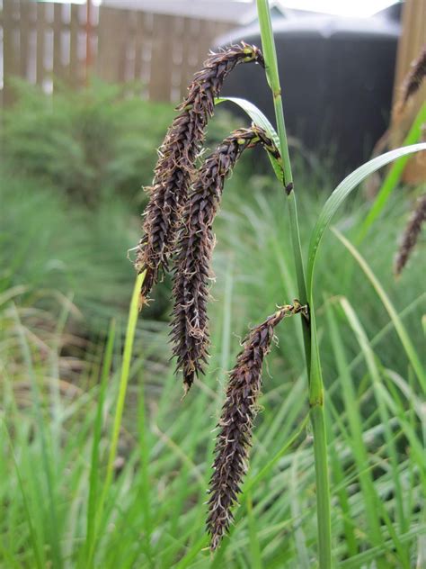 Slough Sedge • East Multnomah Soil and Water Conservation District