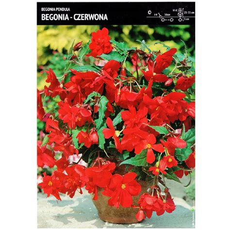 Cebulka Begonia Pendula Czerwona Szt