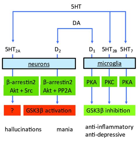 Dopamine DA And Serotonin 5HT Activate Distinct Receptor Subtypes