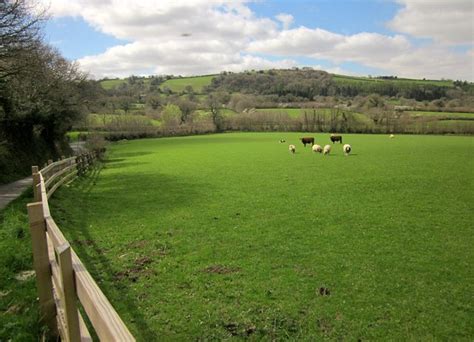 Sheep And Bull Pasture Below Howton © Derek Harper Cc By Sa20