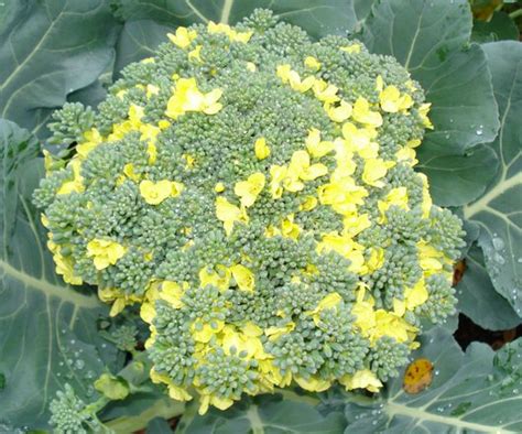 What To Do When Broccoli Flowers Can You Still Eat It The Arches