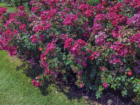 peninsula rose garden 7