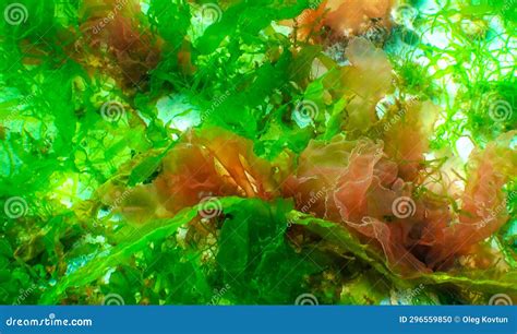 Ceramium Sp Red Algae Under Microscopic View Rhodophyta Royalty Free