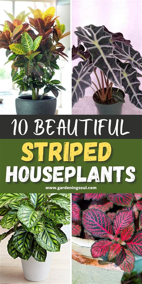 Beautiful Striped Houseplants