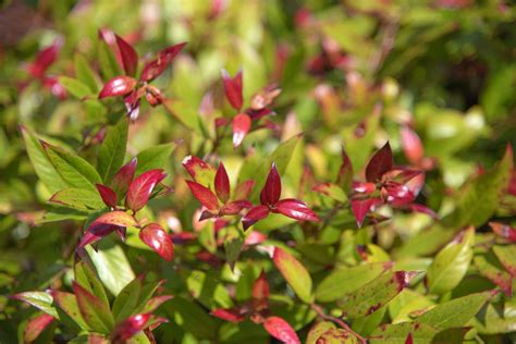 25 Low Maintenance Evergreen Shrubs For Your Garden