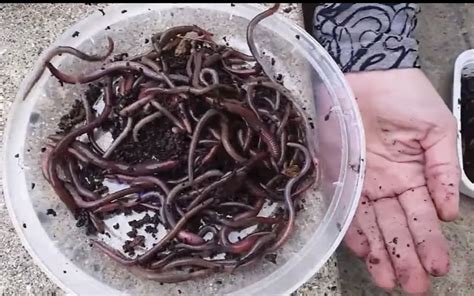 Jumping Worms — Monroe County Master Gardener Association