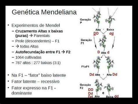 Genética CEAR UEG Resolvendo Monoibridismo e Diibridismo Aula 02