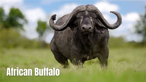 African Buffalo Facts And Information Africas Iconic Beast Cape