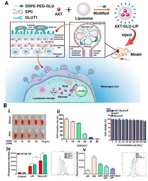 A Schematic On The Targeting Of Glomerular Mesangial Cells Through