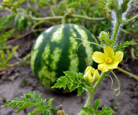 Watermelon Seed Starting Tips Harvest To Table