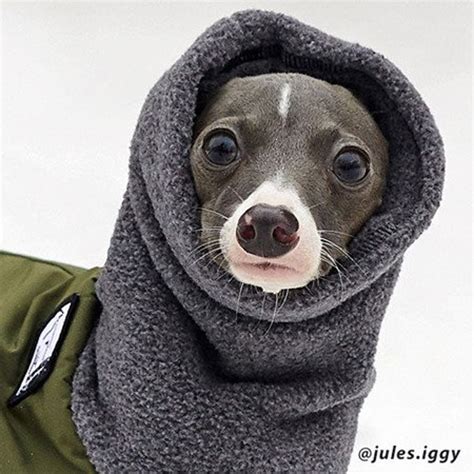 Italian Greyhound Winter Coat Waterproof Dog Coat Jacket For Etsy