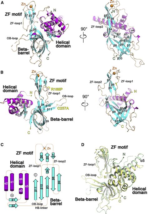 Structural Study Of The N Terminal Domain Of Human Mcm Complex