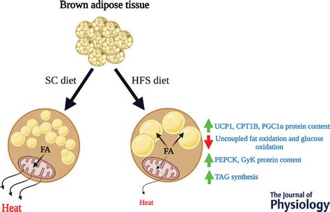 Brown Adipose Tissue