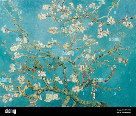 Vincent Van Gogh White Orchard Hi Res Stock Photography And Images